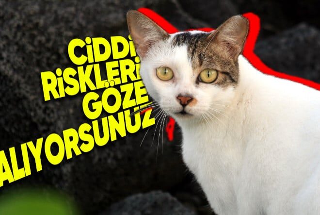 Bu İçeriği Okuduktan Sonra Kedinizi Sokağa Çıkarmaya Tövbe Edeceksiniz